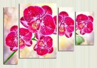 пурпурные орхидеи превью